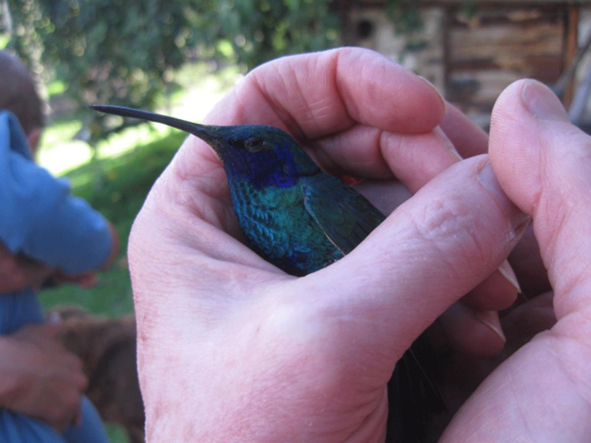 グアタビータ Jardin Colibri Rnt 33633ヴィラ 部屋 写真